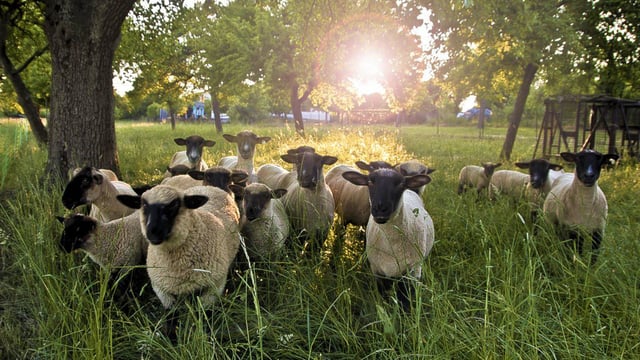 Gates open for SHEEP 2018 at Teagasc campus in Athenry