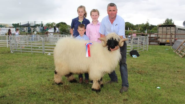 New sheep breed makes its competitive debut at Omagh Show