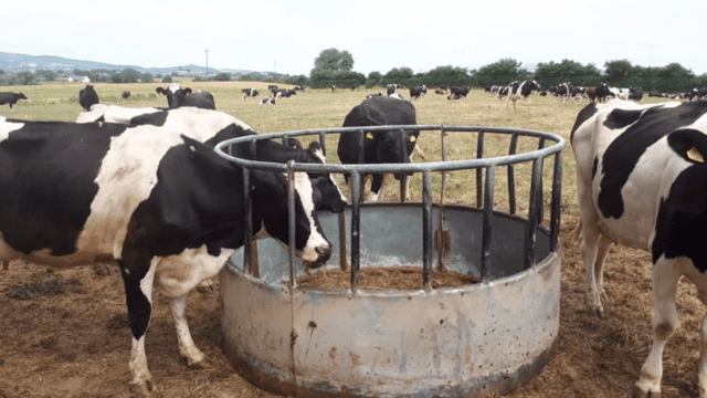 'We got 8 round feeders delivered and 2 hours later they were gone'