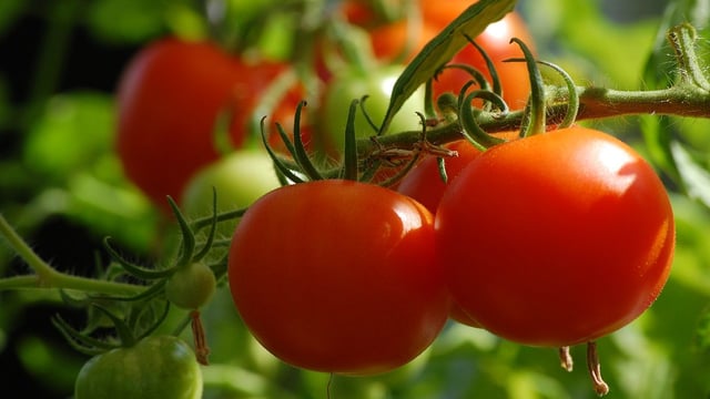 Calls for retailers to back vegetable growers as drought continues