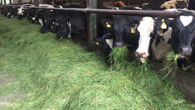 Grass growth: How to manage grazing in difficult conditions