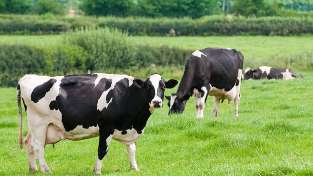 Taking hold of cell counts and identifying the problem cows