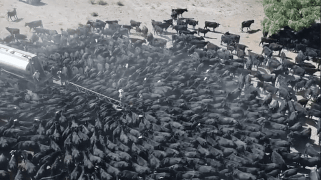Cows flocking to water tanker highlight impact of Oz drought