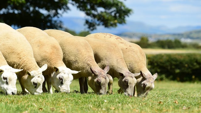 'Big Boy Ram Sale' targets commercially-driven farmers