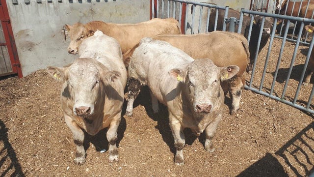 Bull beef: What price do I need to just break-even?