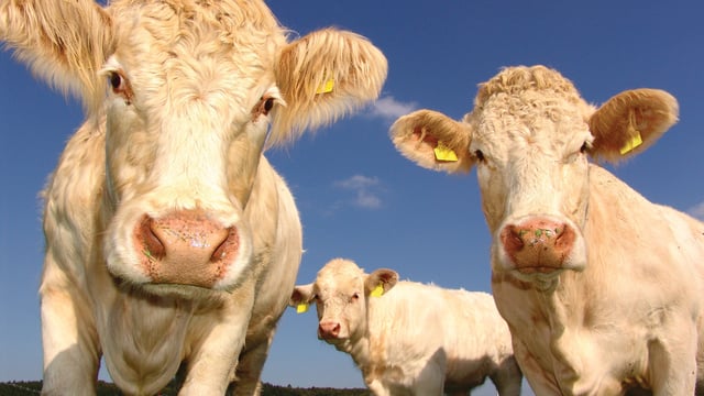 Cattle chase jewel burglar into clutches of Gardaí