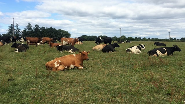 Dairy focus: Achieving a return on assets of 12.1% on leased ground