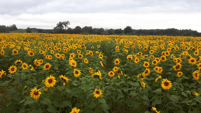 Antrim sunflower crop becomes regional attraction