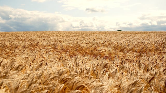 Would you like to win 5ha of Belfry hybrid barley seed?