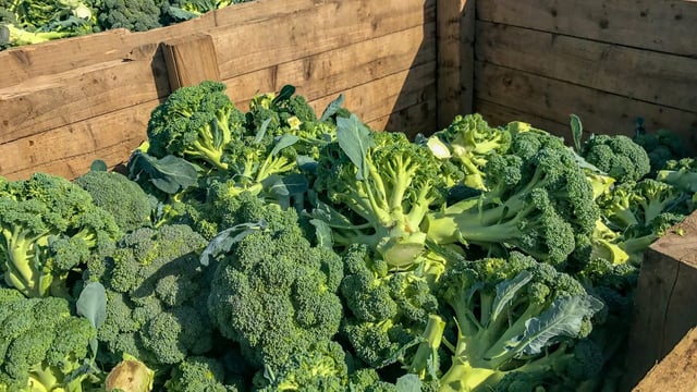 Tillage focus: Effect of drought to hit the veg shelves in the coming weeks