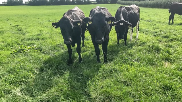 ICSA calls for premium on organic beef prices