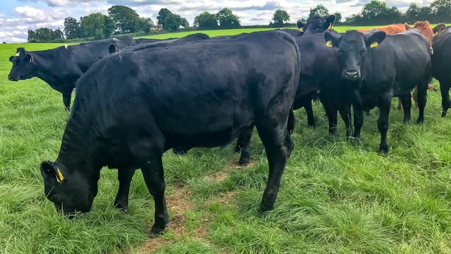 10% organic food target in new 'Green' public procurement