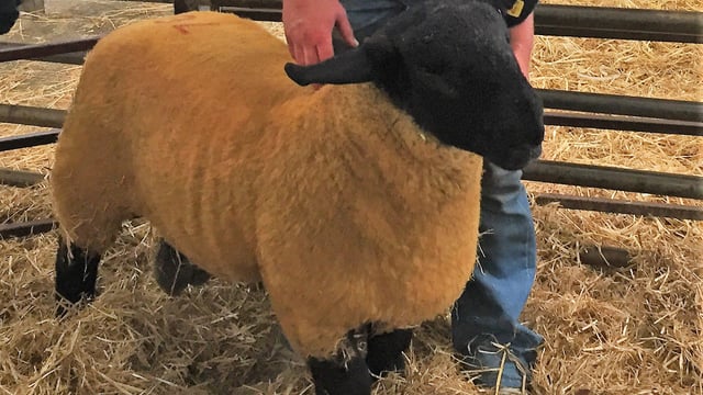 Sheep focus: 'Suffolk sheep have changed a lot and it's just like fashion'