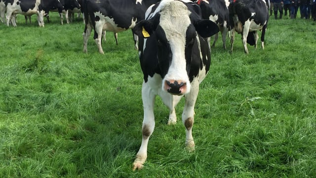 Milk production unlikely to climb on 2017 levels