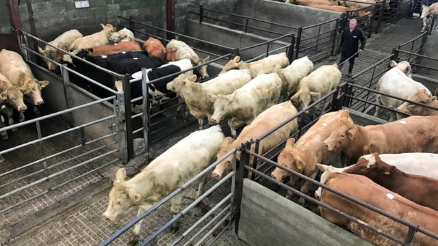 Cattle marts: Prices improve for suckler-bred stock