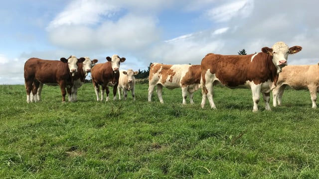 Beef focus: Breeding the 'ultimate cow' with polled Simmentals in Co. Mayo