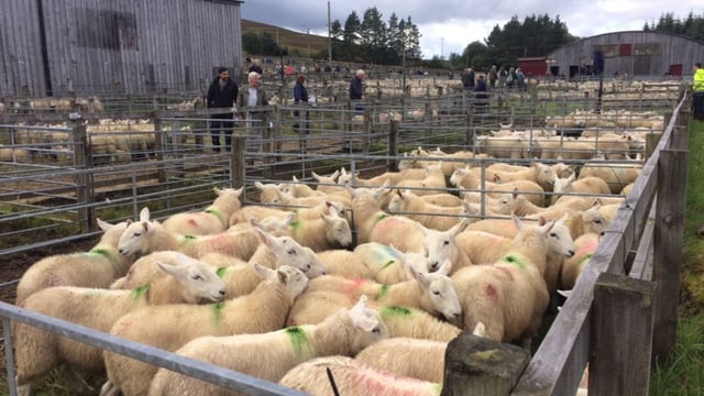 One of Europe's largest store lamb auctions draws over 15,000 sheep