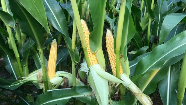 Sales of maize seed increase by 25%