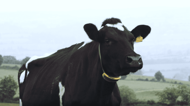 Calls made for BVD eradication programme to be 'wound up'