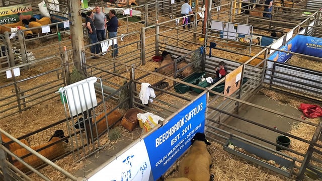 Suffolk ram lamb hits €4,200 at Premier Show and Sale