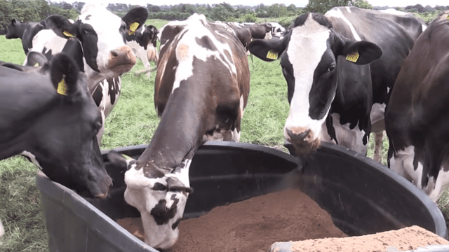 'It's costing us €370/day in additional feed'