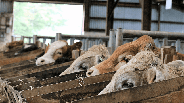 Beef focus: Getting to the heart of Ireland's progeny testing programme