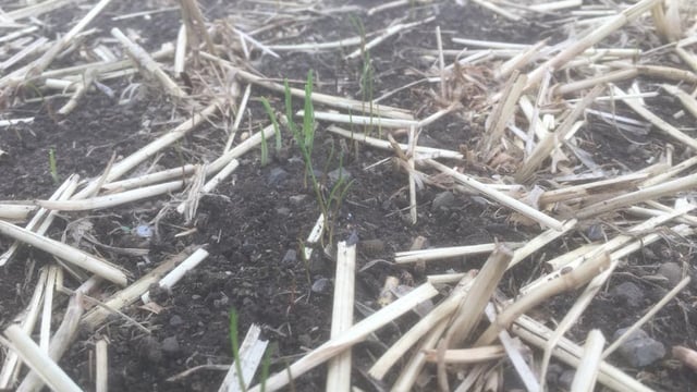 How much does it cost to produce a forage crop?