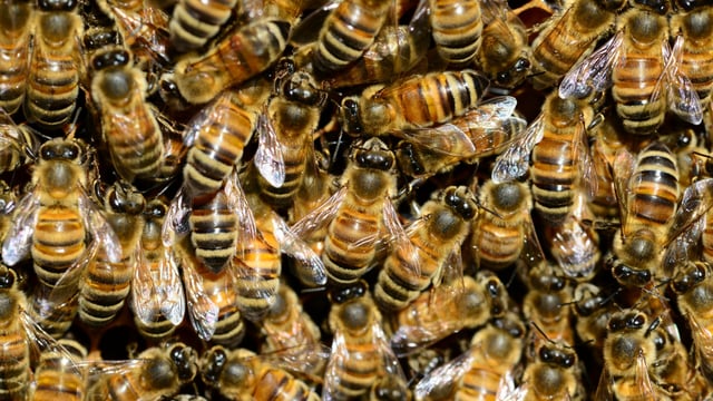 Canadian scientists breed better bees using 'animal husbandry'