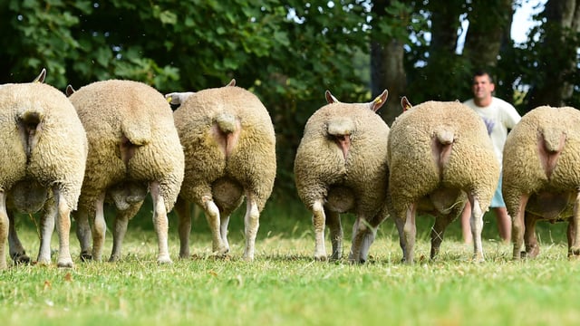 E-grade lamb makers prove popular at 'Big Boy Ram Sale'
