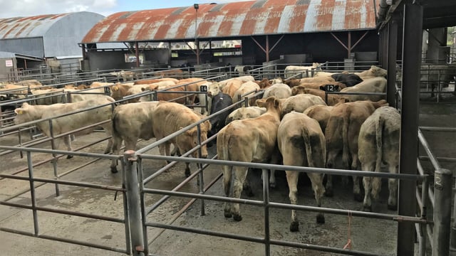 Pics and prices: Charolais cattle dominate the sale at Ballymahon Mart