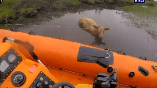 Video: Mucky cow makes lucky escape in Athlone