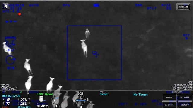 Video: Cows help 'reel in' wanted suspect in Florida
