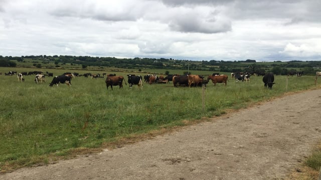 EU milk production expected to climb 0.9% in 2019