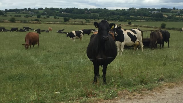 Dairy focus: Picking the low-hanging fruit to improve profitability