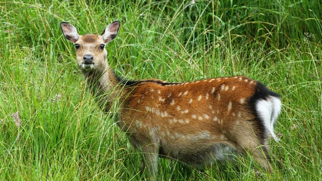 ICSA calls for 'comprehensive research' on TB in deer