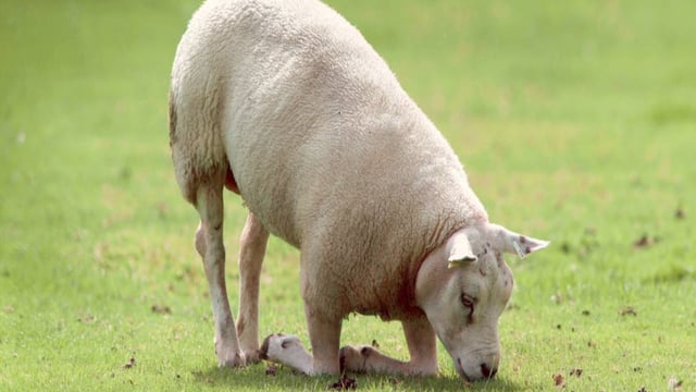 Monitoring and tackling lameness in the flock