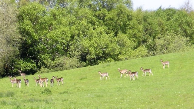 Wild deer: 'They have me destroyed; they eat all the grass and wreck all my fences'