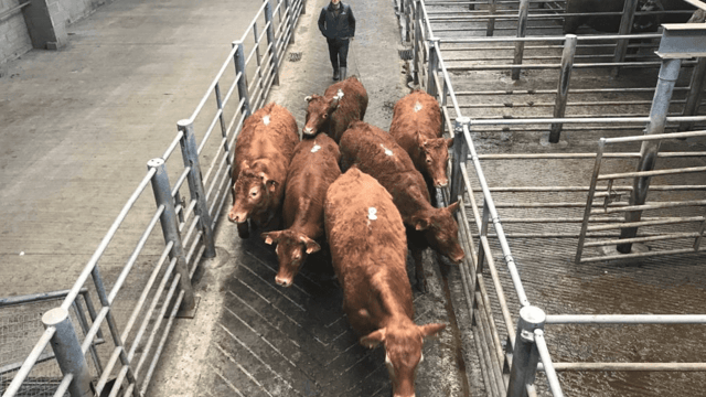 Mart trade: An improved market for quality; plain cattle harder sold