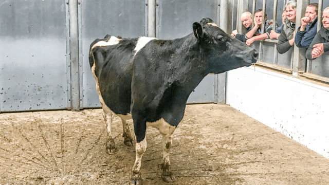 Analysis: Has the cow cull been as severe as the rumour mill suggests?