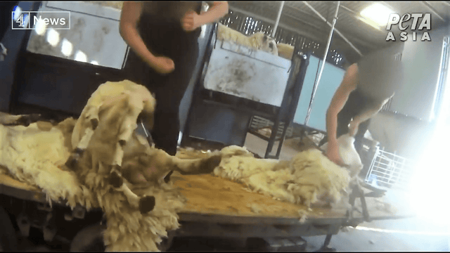 Video: Abusive shearers caught on footage in UK