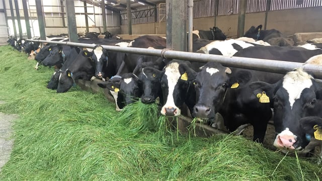Excessive ban on antibiotics would 'threaten health and welfare of animals' - experts