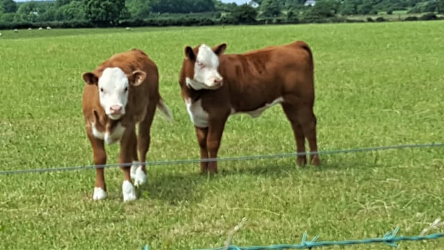 'Social farming participants brought life to the farm'