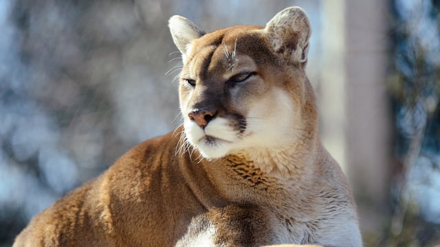 Cougar thought to be roaming free in Co. Cork