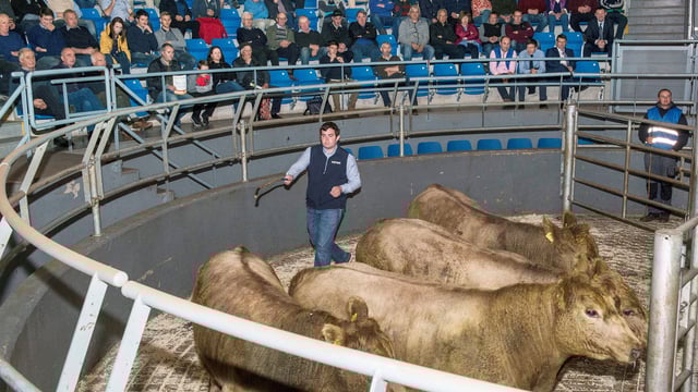 Grading cattle: What do the meat processors want?