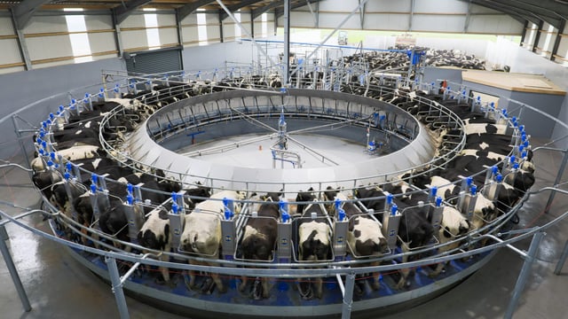 New rotary parlours launched by Dairymaster at 'Ploughing 18'