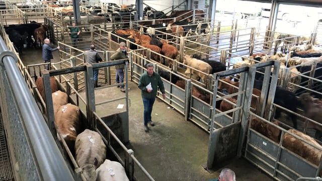 'The cattle market is no longer simple; once it was only dictated by weather' - Candler