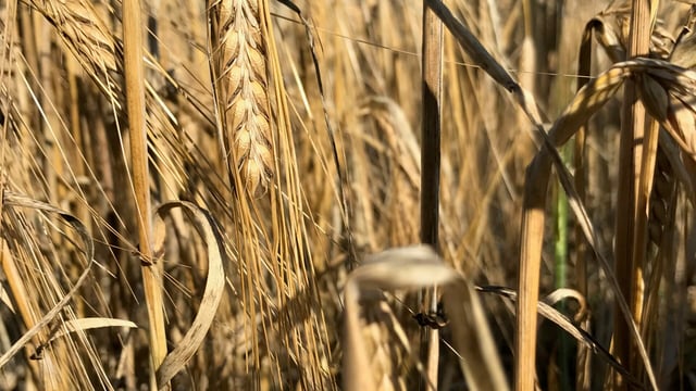 Teagasc partners up with an 'alternative' EU research project