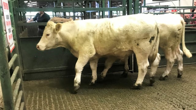Pics and prices: Bullocks sell to a top call of €1,380 at Mountrath Mart