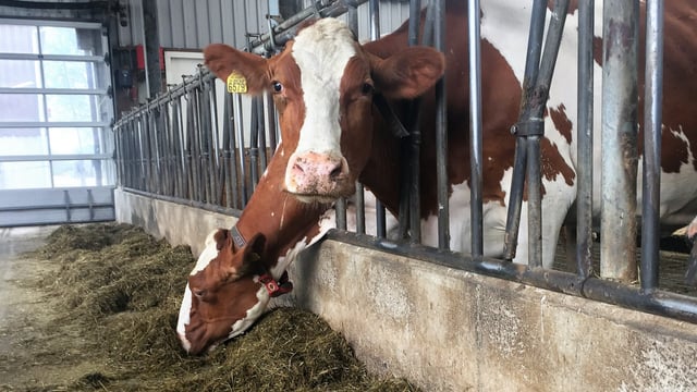 Lely narrows the gap between dairy farmers and consumers