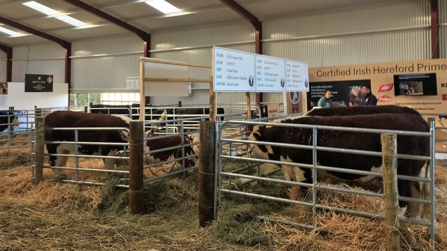 Cattle exhibitors brave it out for Friday's 'Ploughing 2018'